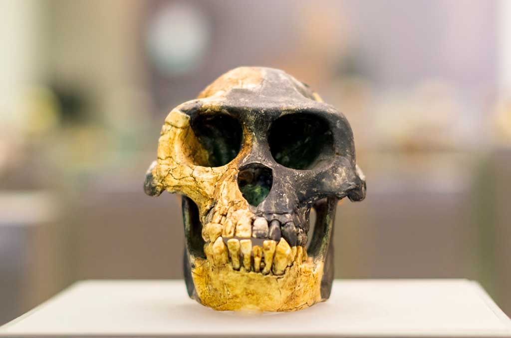 Homo Néandertal était un peu Sapiens